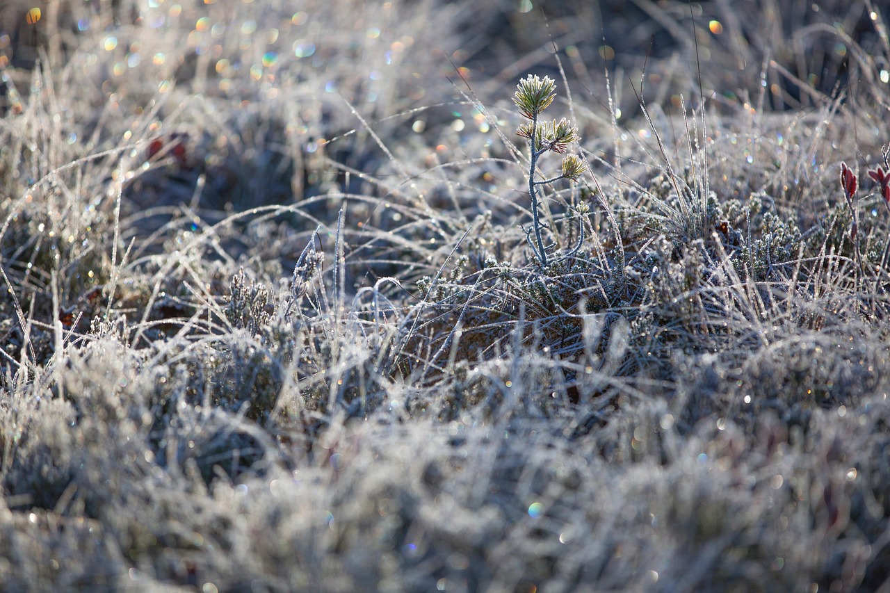 frostBranches